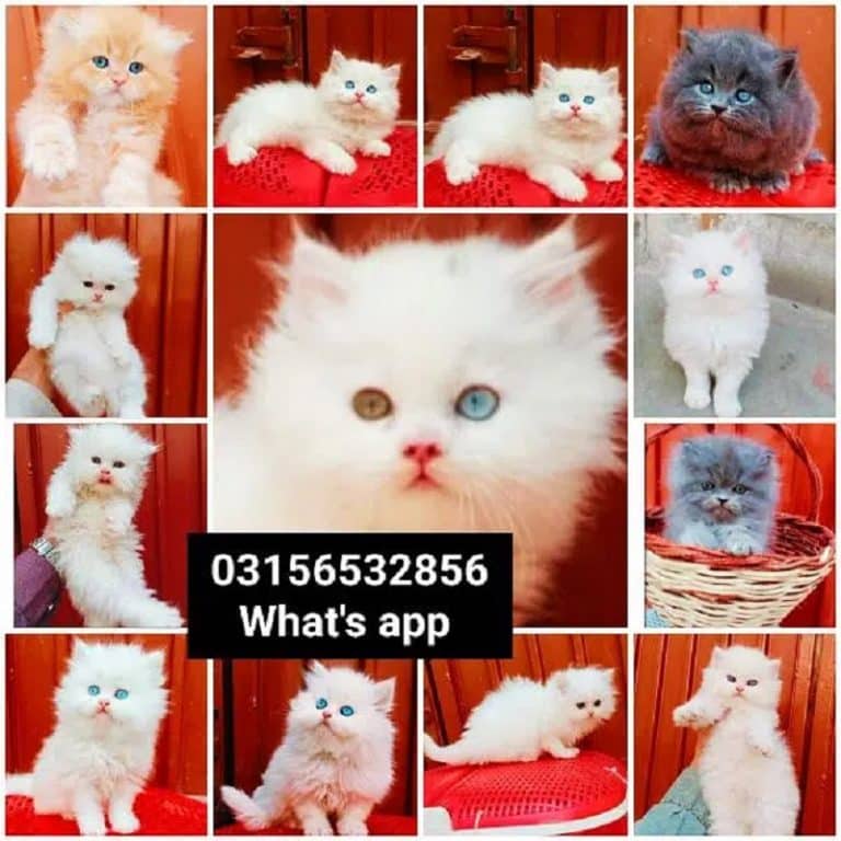 Persian Cat for Sale in Rawalpindi ADBYU