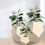 Avatar of The Greenhouse
