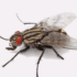 Flies Control Services Dubai min