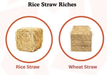 Zarea – Premium Rice Straw & Wheat Straw 55 524286449 122190731042050120 5251564417522952057 n