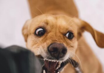 Dog Bite Attorney in Long Beach