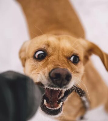 Dog Bite Attorney in Long Beach
