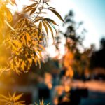 Recreational Dispensaries in Virginia