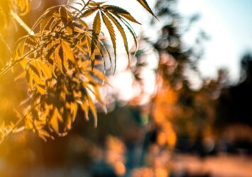 Recreational Dispensaries in Virginia