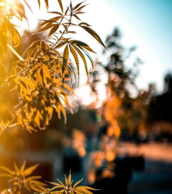 Recreational Dispensaries in Virginia