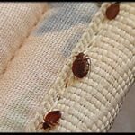 559 bedbugs three bedbugs s8