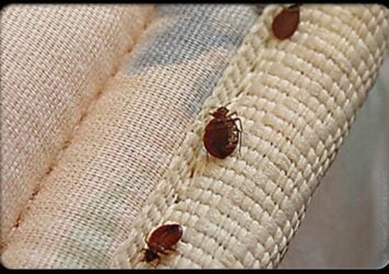 559 bedbugs three bedbugs s8