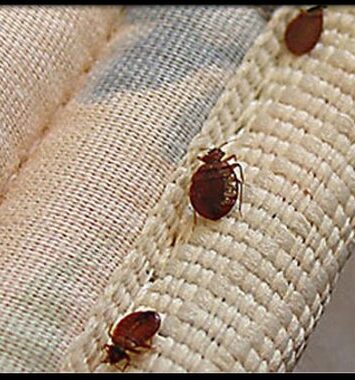 559 bedbugs three bedbugs s8
