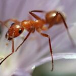 Red Ant March 2025