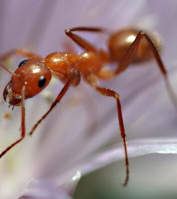 Red Ant March 2025