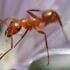 Red Ant March 2025