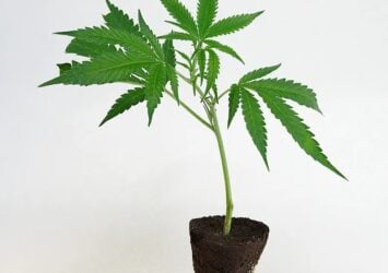 imgi 70 big bud steckling kaufen