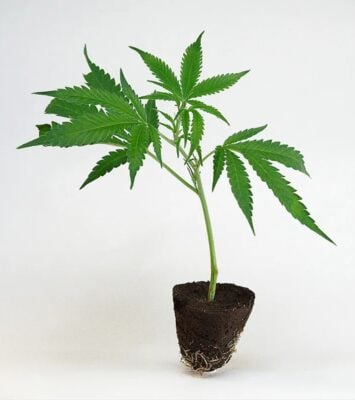 imgi 70 big bud steckling kaufen