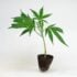 imgi 70 big bud steckling kaufen