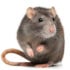 istockphoto 454439027 612x612 1