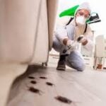 Cockroach Exterminator Dubai