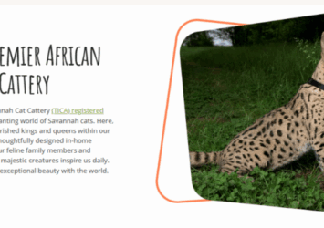 african savannah cat cattery