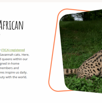 african savannah cat cattery