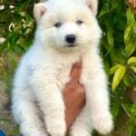 husky puppy