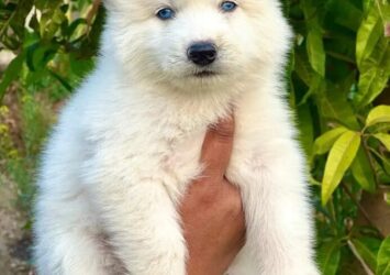 White Husky Puppy for sale in Pakistan