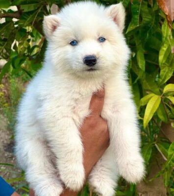 husky puppy