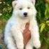 husky puppy
