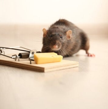 360 F 337838783 5Wr8MyGXxQhjvm5MH70TsAmrkXgUa6eV