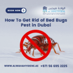 4. Rid of Bed Bugs Pest in Dubai