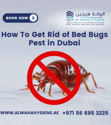 4. Rid of Bed Bugs Pest in Dubai