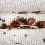 bed bugs in mattress