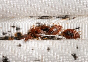 Bed Bug Control Dubai | Expert Extermination Services