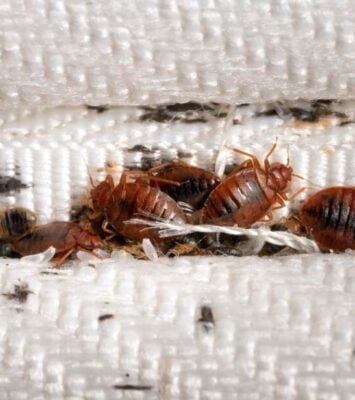 bed bugs in mattress