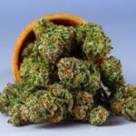 Best Cannabis Strains for ADHD