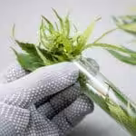 Medical Marijuana Assistance Program