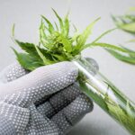 Medical Marijuana Assistance Program