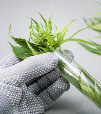 Medical Marijuana Assistance Program