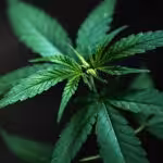 Dispensaries in Virginia