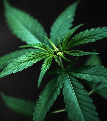 Dispensaries in Virgnia