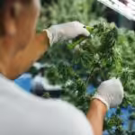 Marijuana for Neuropathy