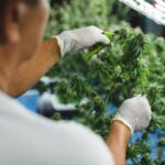 Marijuana for Neuropathy