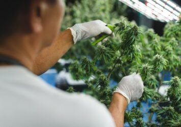 Marijuana for Neuropathy