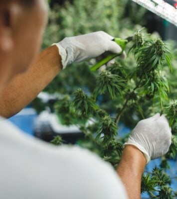 Marijuana for Neuropathy