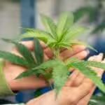 Medical Marijuana for Anxiety