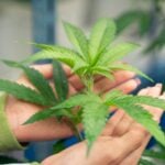 Medical Marijuana for Anxiety