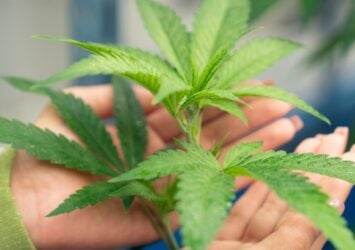 Medical Marijuana for Anxiety