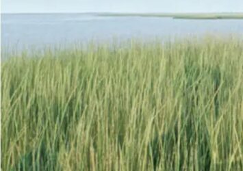 Buy The True Story of Pocahontas Paperback Online at Magssto