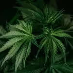 Nearest Cannabis Dispensary in Virginia