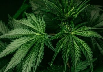 Nearest Cannabis Dispensary in Virginia