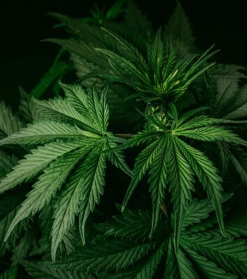 Nearest Cannabis Dispensary in Virginia