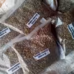 ARABICA AND ROBUSTA COFFEE BEANS